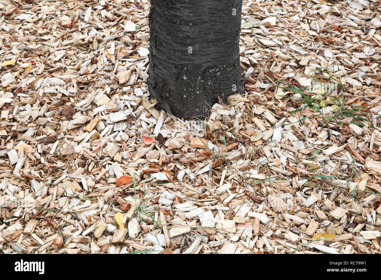 Mulch around a tree Stock Photo Alamy