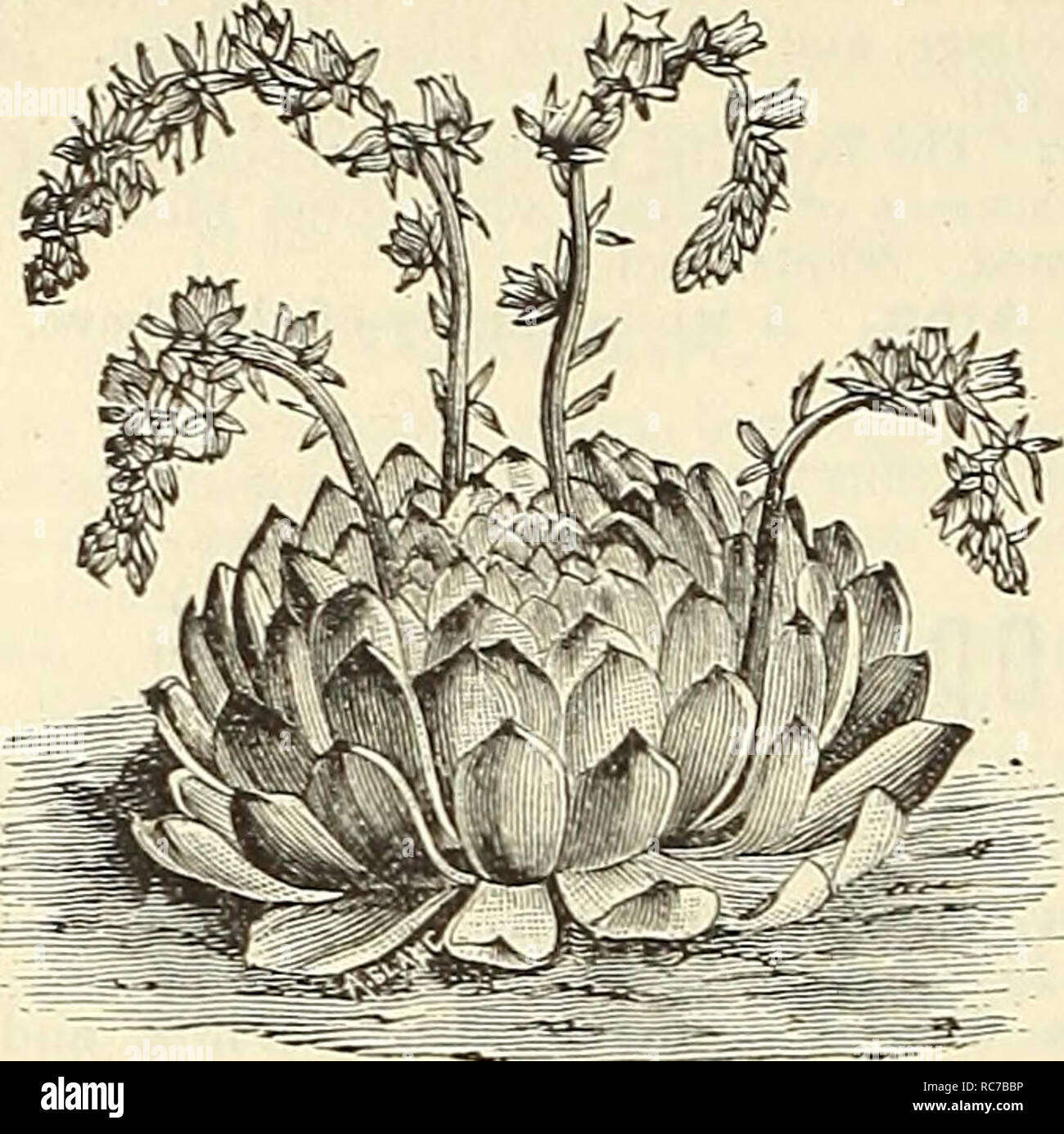 . Dreer's garden calendar for 1887. Seeds Catalogs; Nursery stock Catalogs; Gardening Catalogs; Flowers Seeds Catalogs. 110 DREER'S GARDEN CALENDAR. GENERAL COLLECTION OF. ECHEVERIA SECUNDA GLAUCA. Euonymus radicans variegata. Hardy, small, glossy, pea-green leaves, deeply margined with creamy white, running habit. 20 cts. each ; $2.00 per doz. Eupatorium riparium. Pure white, winter flowering. 25 cts. each. Eupatorium Triste. Large heads of pure white flow- ers. 25 cts. each. Euphorbia jacquiniflora. Handsome orange scarlet flowers, lasting almost the entire winter. 30 cts. each. Ficus (India Stock Photo