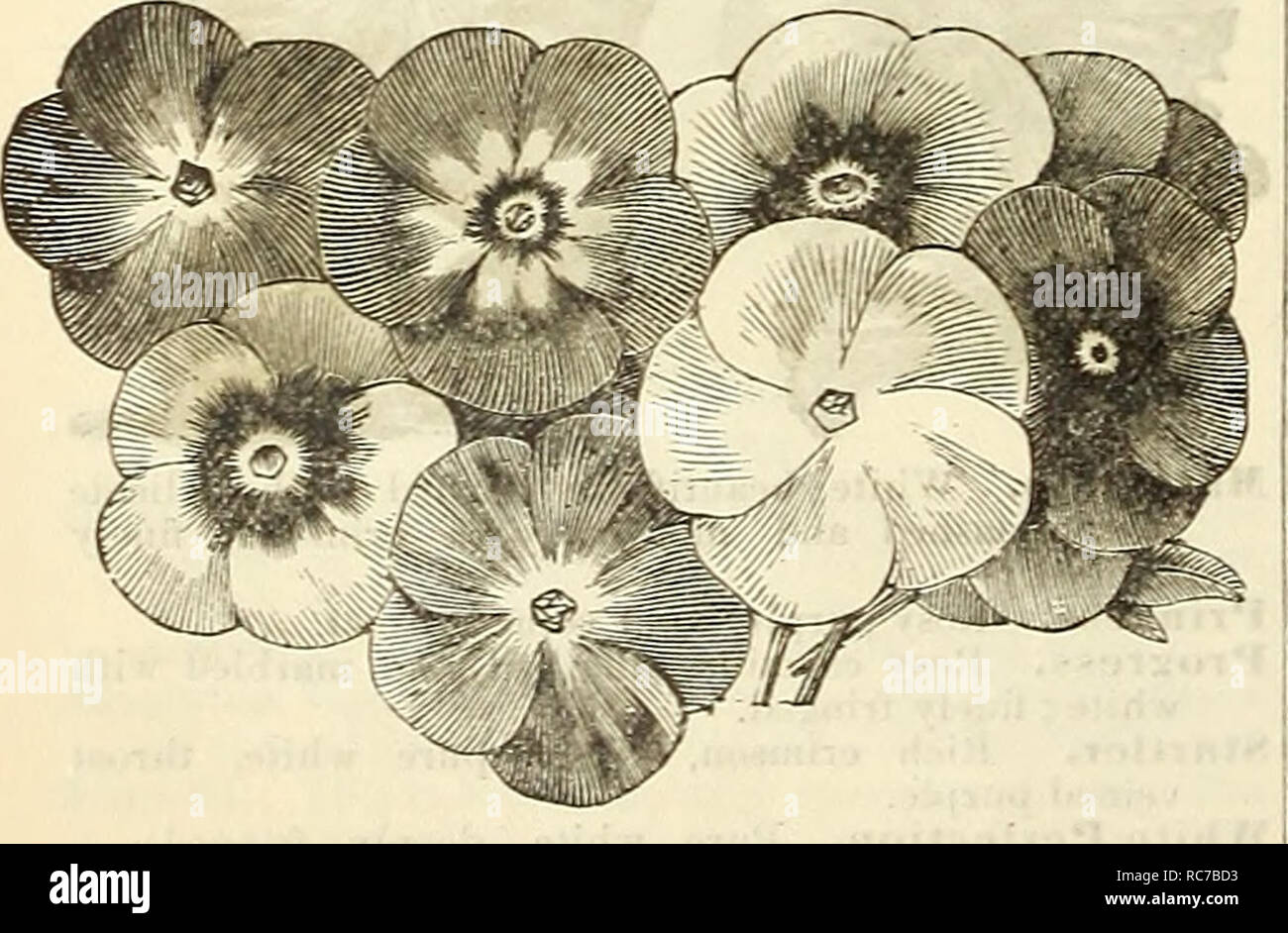 . Dreer's garden calendar for 1887. Seeds Catalogs; Nursery stock Catalogs; Gardening Catalogs; Flowers Seeds Catalogs. NEW DOUBLE PETUNIA. MRS. G. DAWSON COLEMAN. An entirely new and distinct shape, and without exaggeration the finest double white Petunia ever sent out. The flowers are large, very double, deeply fringed and of a pure white color. We sent out this variety in Sb6 with an assured feeling that it would meet with the approbation of plant lovers. The many flattering testimonials we have received from all parts of the country, combined with our own observation of its merits, have l Stock Photo