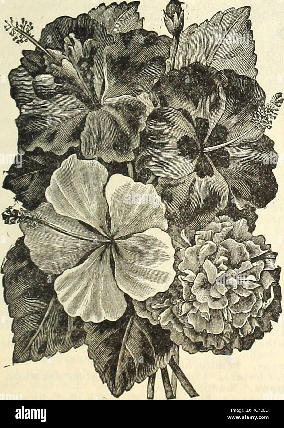 . Dreer's garden calendar for 1887. Seeds Catalogs; Nursery stock Catalogs; Gardening Catalogs; Flowers Seeds Catalogs. HELIOTROPE. Queen of the Violets. Every season brings a number of Heliotropes new in name. In this variety we have one really new, and a de- cided acquisition when acclimated ; its color is of the deepest violet-purple, with large, almost pure white eye, and very fragrant. The plant is of vigorous habit and very floriferous. 25 cts. each; 5 for $1.00. HELIOTROPES. Chieftain. Lilac, large truss. Grandiflorum. Pale lilac. Mad. de Blonay. Large truss, nearly pure white. Marie Bo Stock Photo