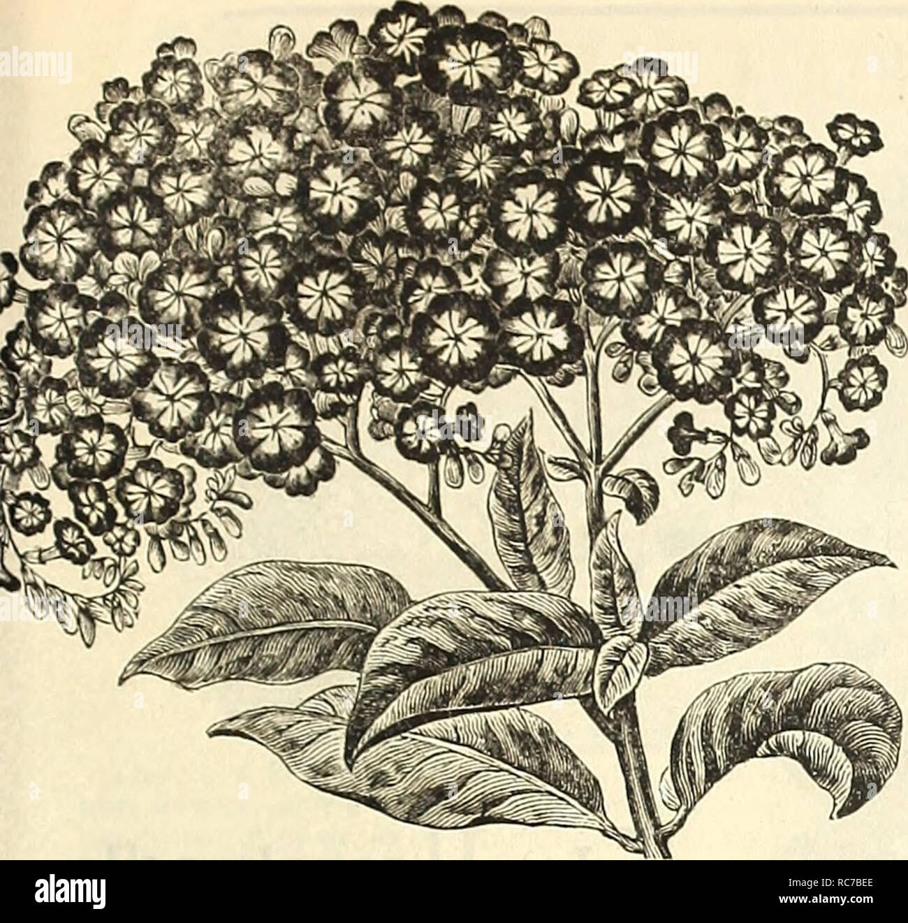 . Dreer's garden calendar for 1887. Seeds Catalogs; Nursery stock Catalogs; Gardening Catalogs; Flowers Seeds Catalogs. PLANT DEPARTMENT. 87. HELIOTROPE. Queen of the Violets. Every season brings a number of Heliotropes new in name. In this variety we have one really new, and a de- cided acquisition when acclimated ; its color is of the deepest violet-purple, with large, almost pure white eye, and very fragrant. The plant is of vigorous habit and very floriferous. 25 cts. each; 5 for $1.00. HELIOTROPES. Chieftain. Lilac, large truss. Grandiflorum. Pale lilac. Mad. de Blonay. Large truss, nearl Stock Photo