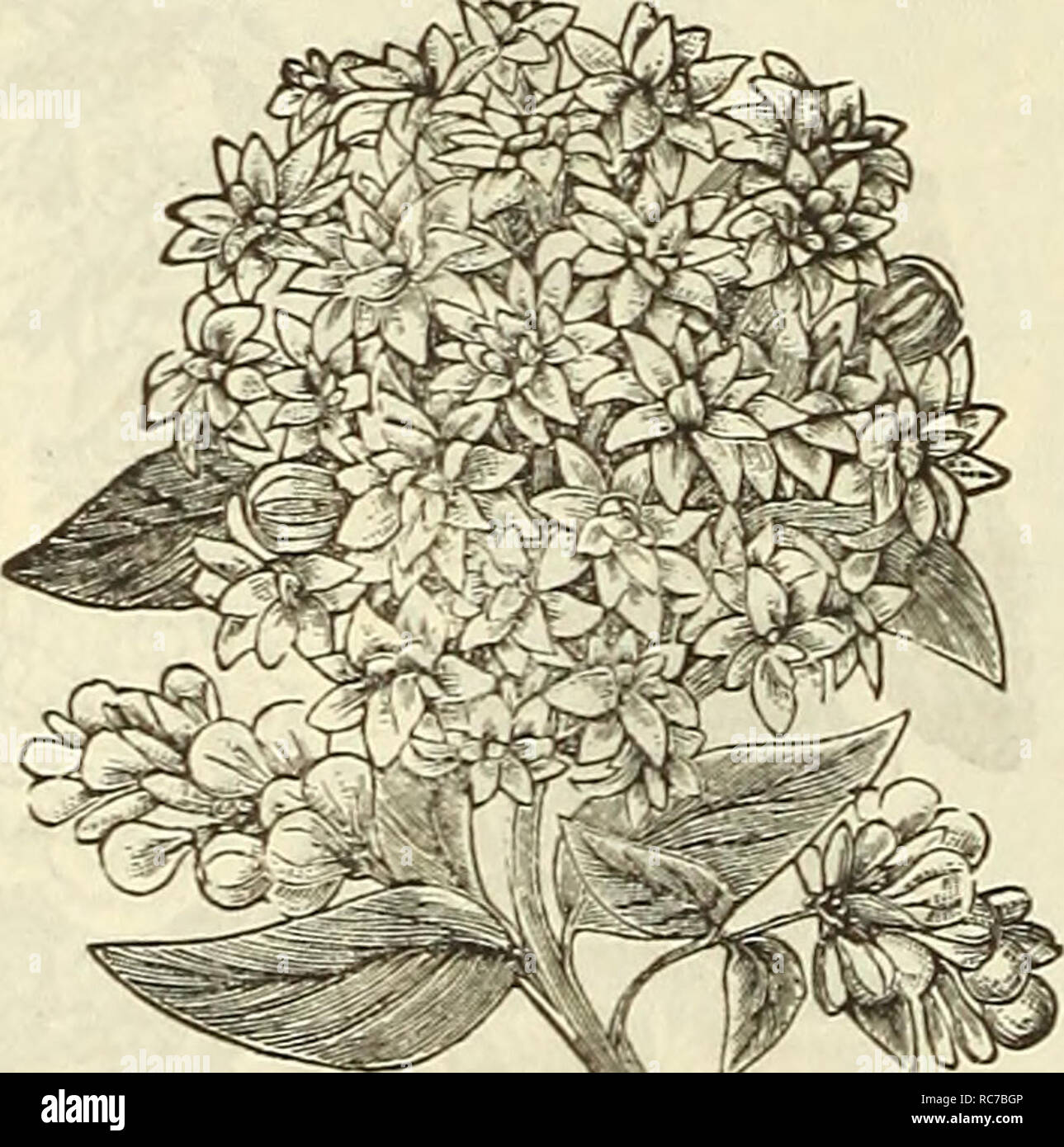 . Dreer's garden calendar for 1887. Seeds Catalogs; Nursery stock Catalogs; Gardening Catalogs; Flowers Seeds Catalogs. Begonia Rhx. BOUVARDIA. Shrubby plants with corymbs of white, rose, crimson and scarlet flowers, blooming during the autumn and winter. Their dazzling richness of color and formation of flower make them one of the most useful of our winter blooming plants. Davidsoni. The best of the white flowered varieties ; sometimes delicately tinged with pink. Dazzler. A splendid variety of bushy compact habit, very floriferous. It produces fine clusters of large rich scarlet flowers. Dou Stock Photo