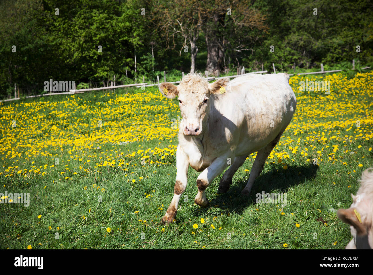 Cow running on meadow Stock Photo