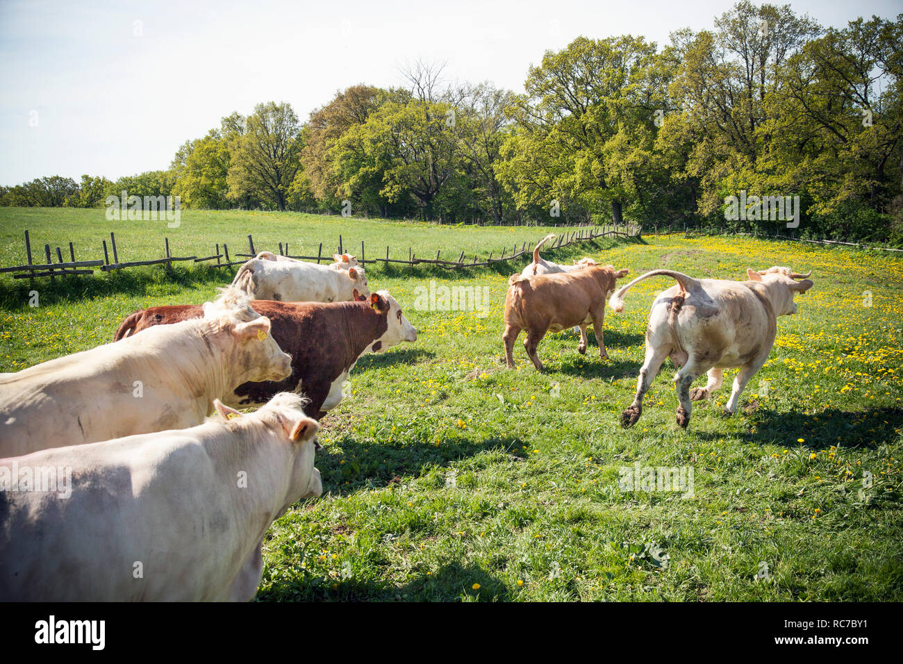 Herd of cows running on meadow Stock Photo