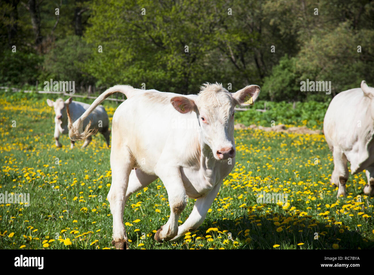 Cows running on meadow Stock Photo