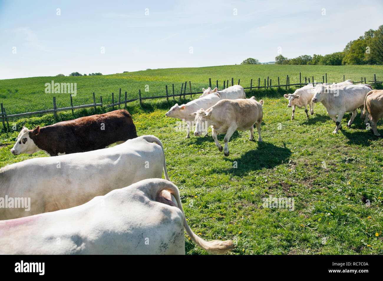 Herd of cows walking on pasture Stock Photo