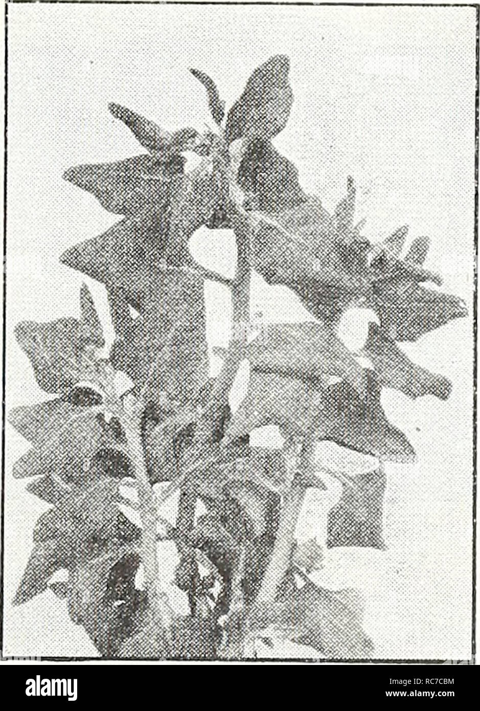 Arrow shaped dark green leaves hires stock photography and images Alamy