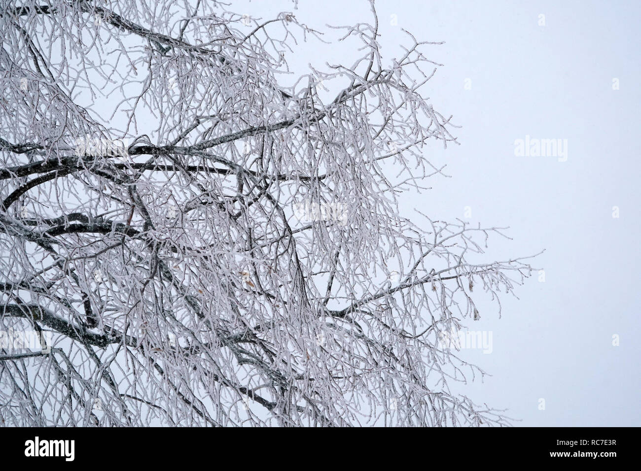 Tree branches covered by snow Stock Photo - Alamy