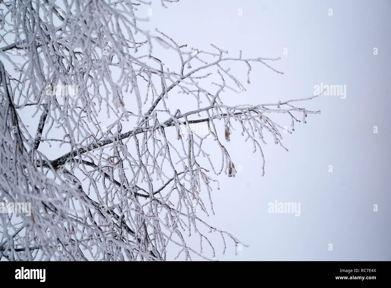 Tree branches covered by snow Stock Photo - Alamy