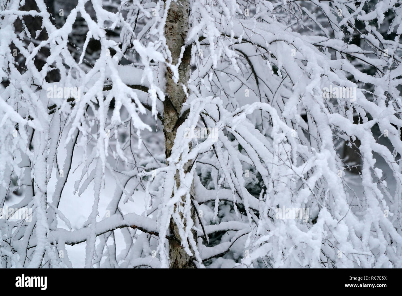 Tree branches covered by snow Stock Photo - Alamy