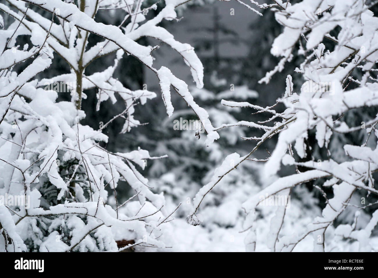 Tree branches covered by snow Stock Photo - Alamy
