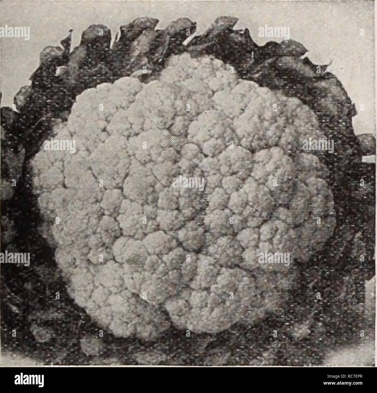 . Dreer's garden book / Henry A. Dreer.. Nursery Catalogue. IK RELIABLE VEGETABLE SEEDJ/i ?PHMiPHM 17 Chou-fleur, Fr. Cavol-fiore, Ital. Cauliflower Coliflor, Sp. Blumenkohl, Ger. Culture —For earliest Cauliflower, raise plants by sowing in hotbed or greenhouse during January or February, and transplant to flats or cold frames, 2 or 3 inches apart each way. Set in open ground as soon in spring as the land can be put in good order. Soil to be a warm, very rich, fibrous loam, well supplied with humus and moisture. Copious water applications during dry weather, especially when the plants are hea Stock Photo