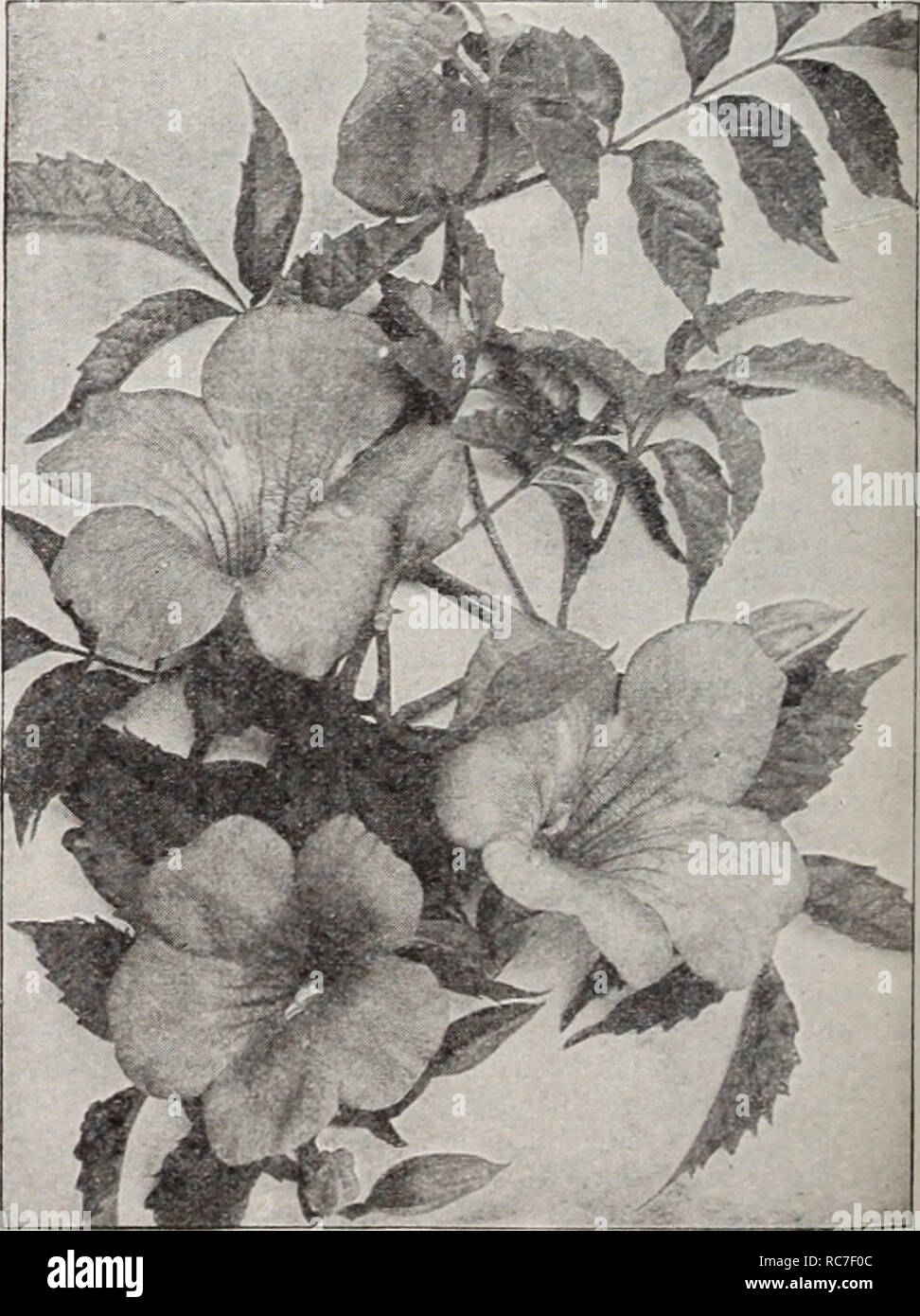 Dreer S Garden Book Henry A Dreer Nursery Catalogue Bignonia Or Trumpet Creeper 188 For Climbing Roses See Pages 121 134 And 135 Please Note That These Images Are Extracted From