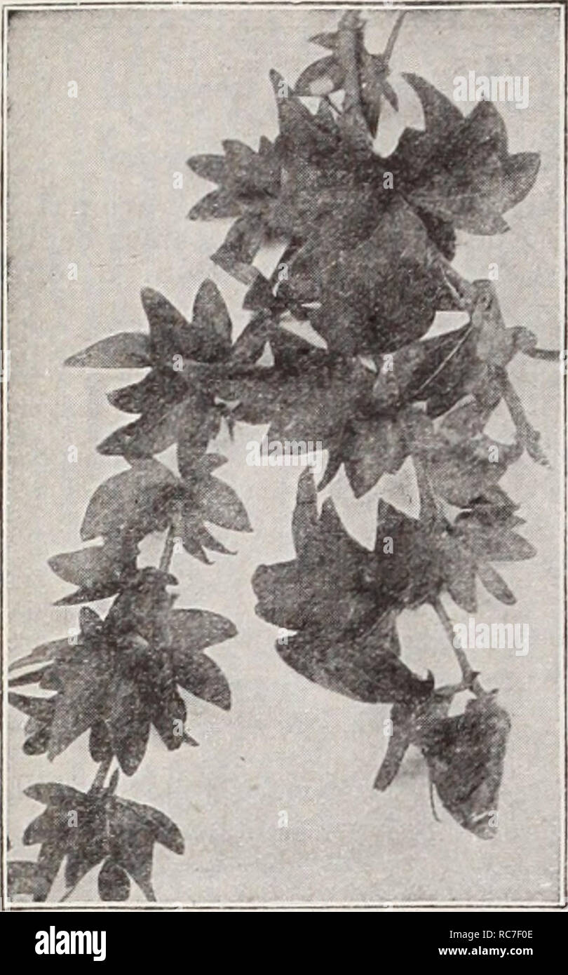 . Dreer's garden book / Henry A. Dreer.. Nursery Catalogue. Dreer's Select Hardy Climbing Plants. Aristolochia Sipho Ampelopsis Lowi Actinidia Arguta (The Silver Vine). A very de- sirable hardy Japanese climber of strong vigorous growth, with dark green, shin- ing foliage, and greenish white flowers with purple centers which are followed by clusters of edible fruit of fig-like flavor. An excellent plant for covering arbors, trellises, etc., where a rapid and dense growth is desired. Strong plants, 75 cts. each. Chinensis. A rare climber with large orbicular foliage of dark green on the upper s Stock Photo