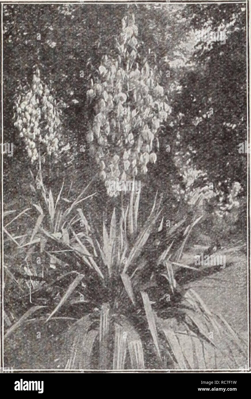 . Dreer's garden book / Henry A. Dreer.. Nursery Catalogue. I HARDY PERENNIAL PIANTS / &quot;PHILTOPHIAPi. Yucca Tunica Saxifraga. A charming little spreading plant growing from 6 to 8 inches high, with minute dark green foliage producing quanti- ties of tiny flowers varying from pale to dark pink. Attractive in the rockery or on the edge of the border. June to August. 25 cts. each; $2.50 per doz. — Flore Plena Rosea. A pretty new double flowering form of the above in which the flowers, besides being double, are also considerably larger than in the type and of a deeper color, as well as being  Stock Photo