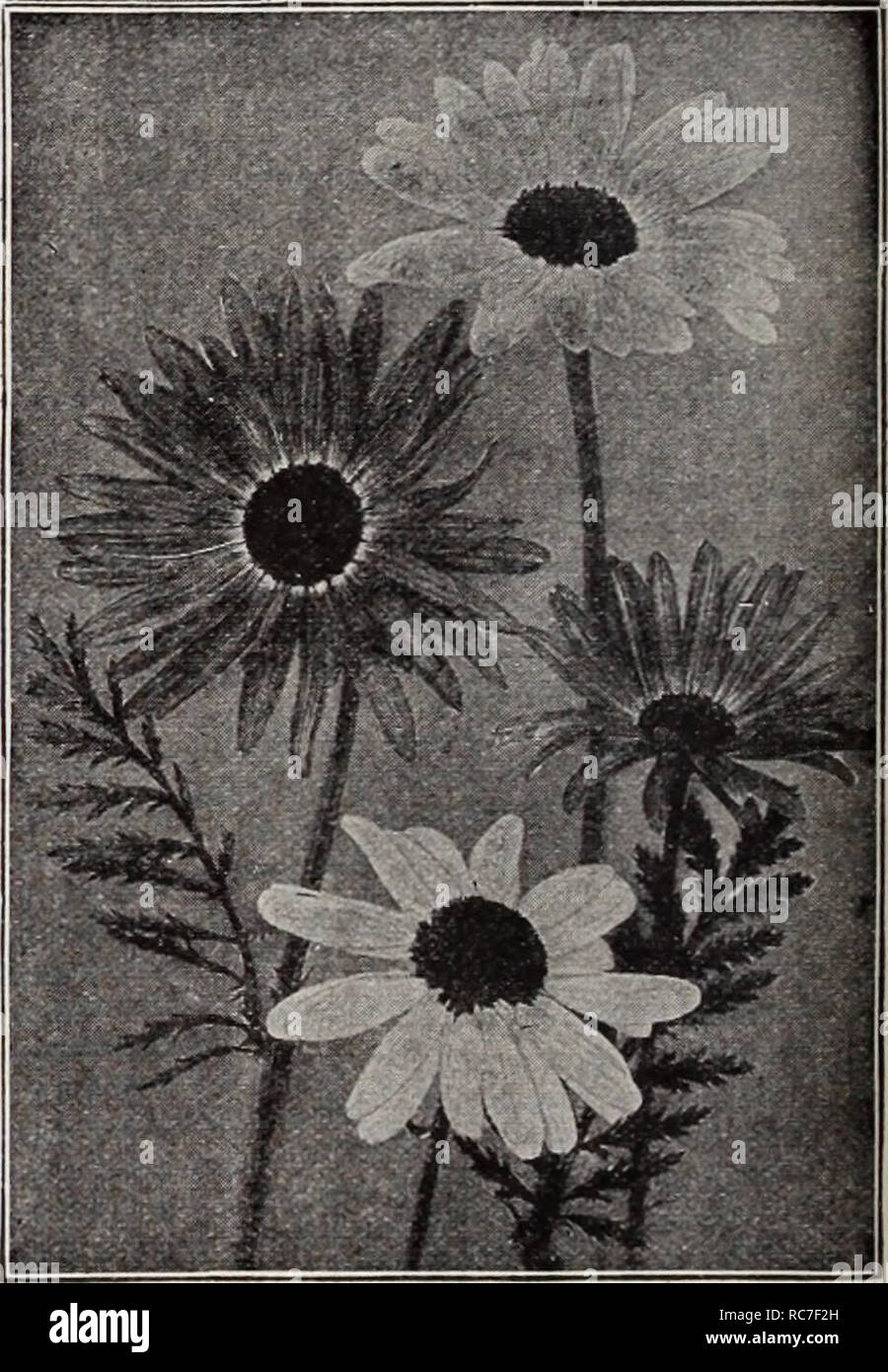 . Dreer's garden book / Henry A. Dreer.. Nursery Catalogue. Romneya Coulter: Rosmarinus (Rosemary) Officinalis. An old favorite aromatic herb of neat habit of growth; requires protection. 2 feet. 25 cts. each; $2.50 per doz. Rudbeckia (Cone-flower) Indispensable plants for the hardy border, grow and thrive anywhere, giving a wealth of bloom, well suited for cutting. Golden Globe. An improved globular form of the popular Golden Glow with large double golden yellow flowers, not unlike a Pompon Dahlia. 5 feet; July to September. Maxima. An attractive variety, growing 5 feet high, with large glauc Stock Photo