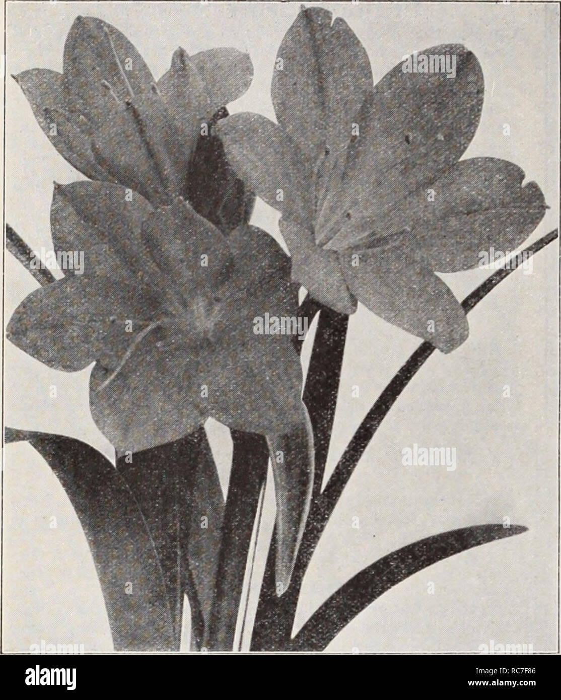 . Dreer's garden book / Henry A. Dreer.. Nursery Catalogue. GARDEN&quot;&quot;&quot; GREENHOUSE PLANTS 7PHn»Hii. Vallota Speciosa (Scarborough Lily) For Summer Flowering Bulbs such as Amaryllis, Tuberous Rooted Begonias, Fancy Leaved Caladiums, Gloxinias, Lilies, Montbretias, Tigridias, Tuberoses, etc., see pages 138 to 141. Stigmaphyllon Ciliatum (Brazilian Golden, or Orchid Vine) One of the prettiest tender climbers in cultivation, with large yellow, orchid-like flowers, produced very freely during the summer months. It is especially adapted for training over the pillars or on the wall of a Stock Photo