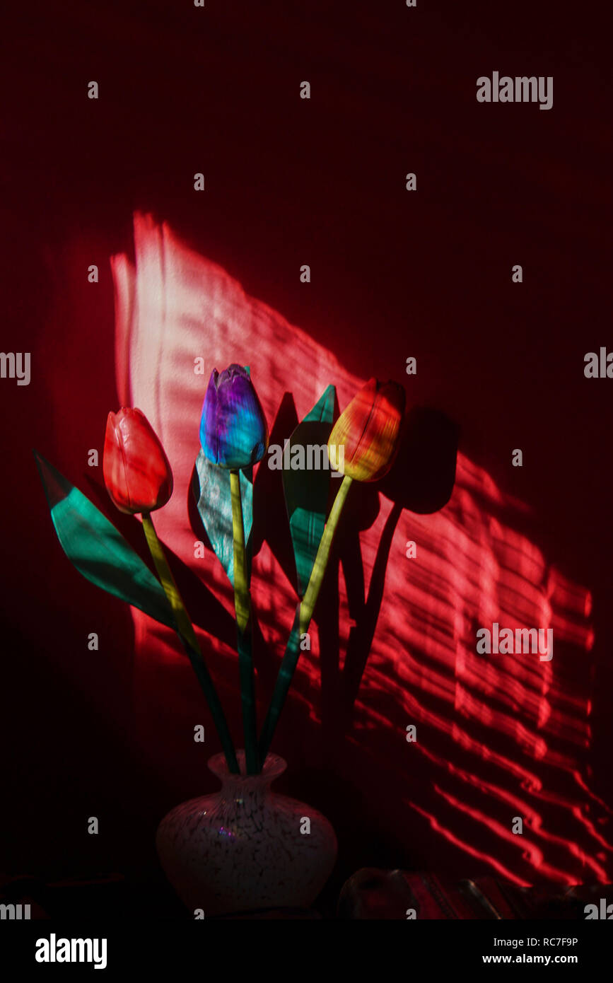 colourful wood tulip flowers in a dark room with directional lighting through wooden blinds Stock Photo