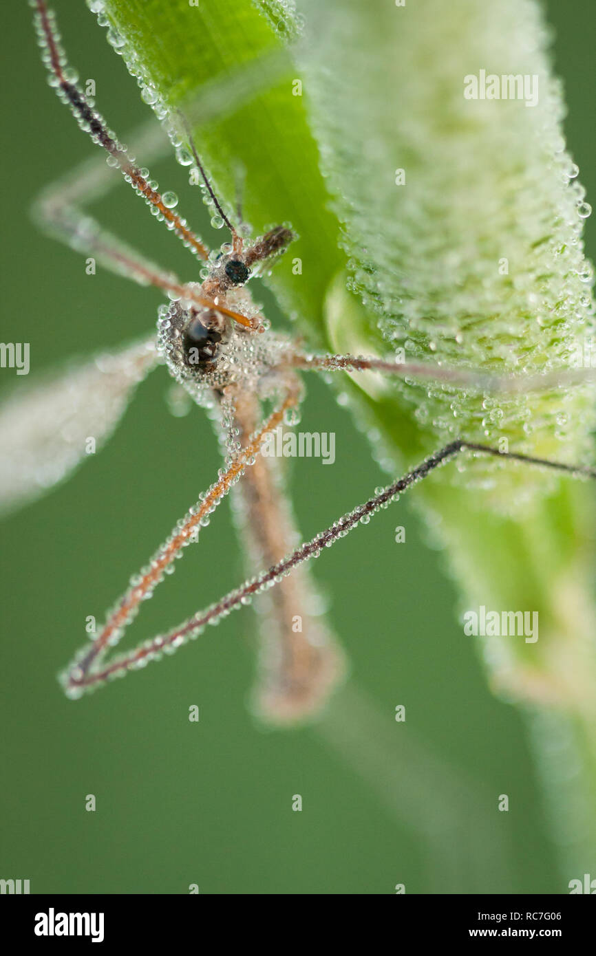 Insect in dew hi-res stock photography and images - Alamy