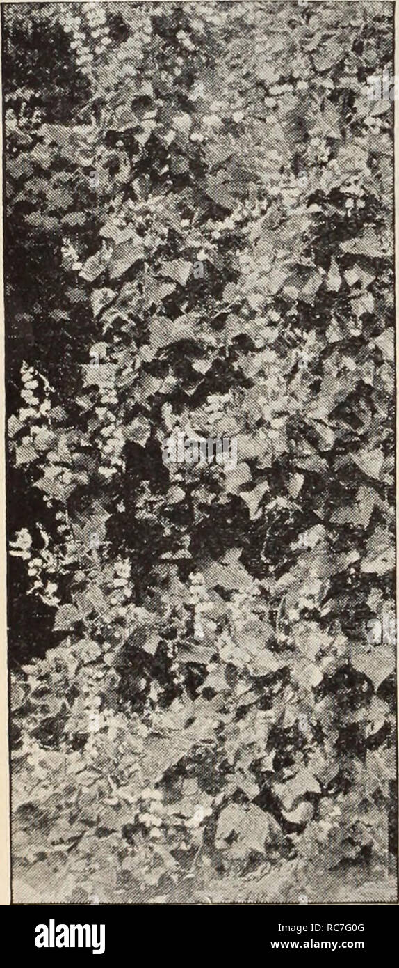 . Dreer's garden book / Henry A. Dreer.. Nursery Catalogue. Cynoglossum Amabile DictamnUS (Gas Plant) PER PKT. 2348 Fraxinella Alba. Showy hardy border perennial, about 2 feet in height, having fragrant foliage and spikes of curious flowers during June and July, one of the most permanent of hardy plants. Seed somewhat slow in germinating. Special pkt., 60 cts $0 15 Dahlias One of the best late summer and autumn flowering plants; the double sorts will bloom the first season if the seed is sown before the beginning of April; the single sorts will bloom from seed sown in the open ground as late  Stock Photo