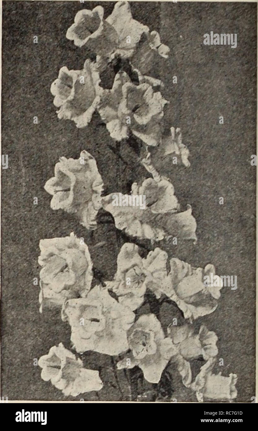 . Dreer's garden book / Henry A. Dreer.. Nursery Catalogue. Campanula