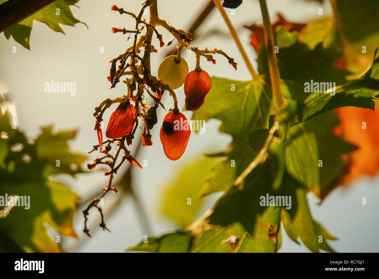 Lush green vibrant plant growth patterns hi-res stock photography and ...