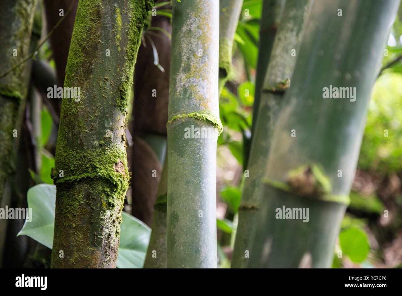 Green bamboo growing in the tropical botanical garden on the Big Island, Hawaii Stock Photo