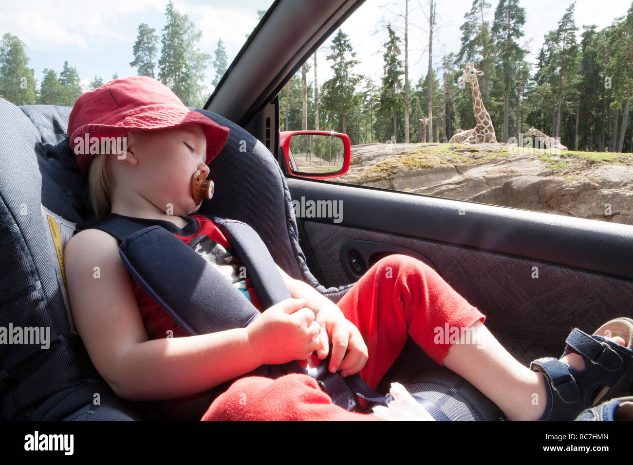 Girl sleeping in car while giraffes are visible in background Stock Photo