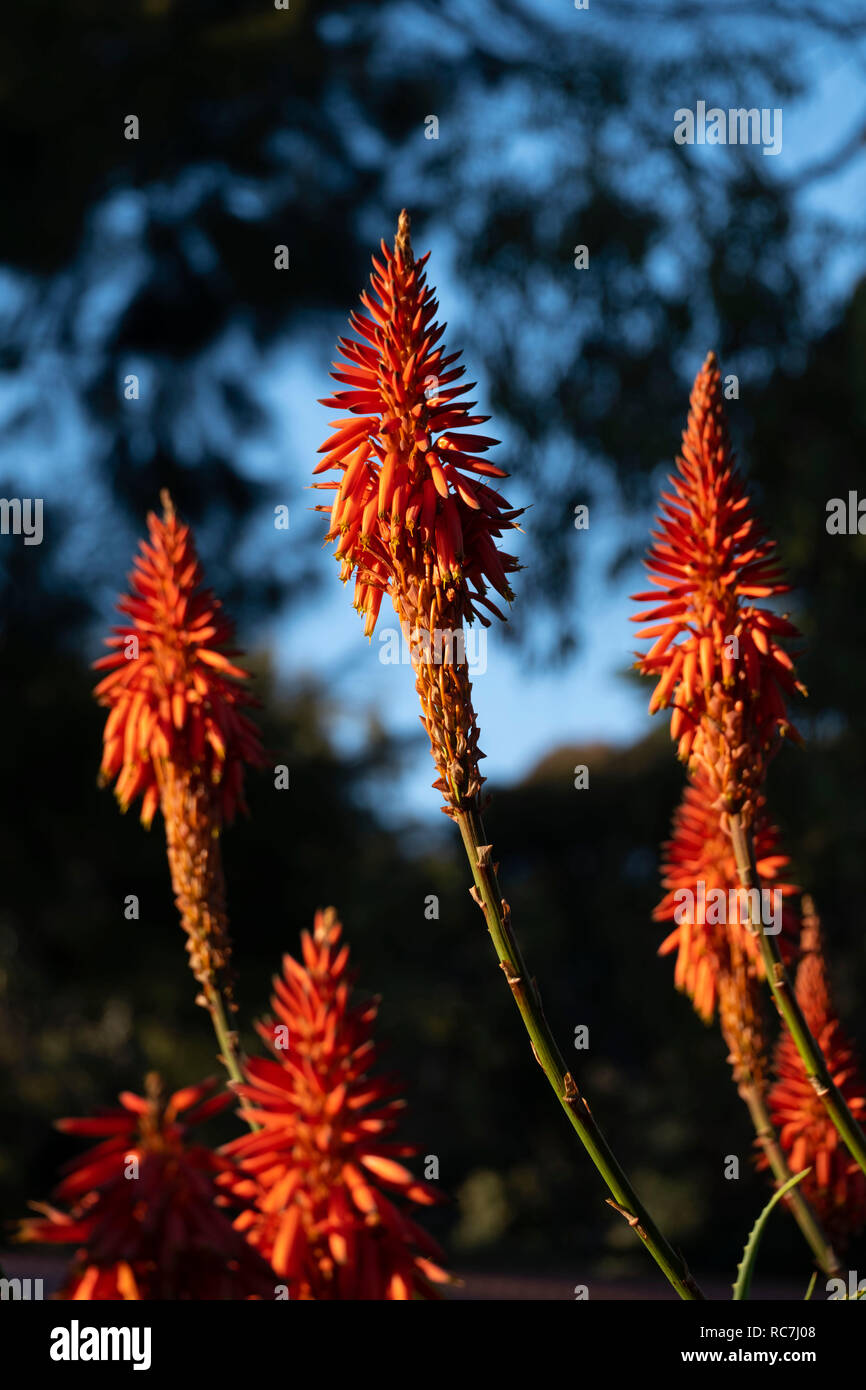 Candelabra aloe hires stock photography and images Alamy