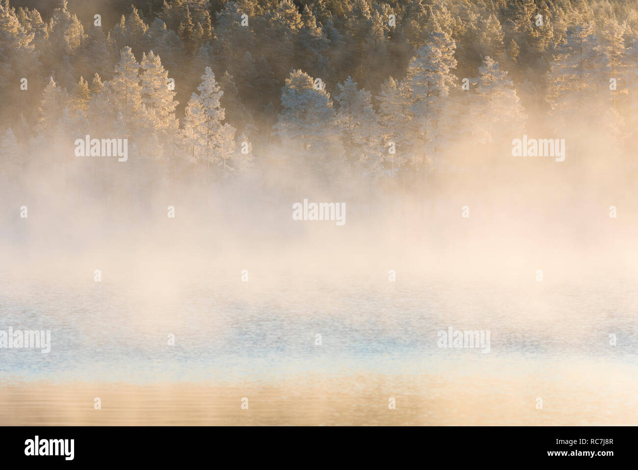 Lake with coniferous forest on foggy day Stock Photo - Alamy