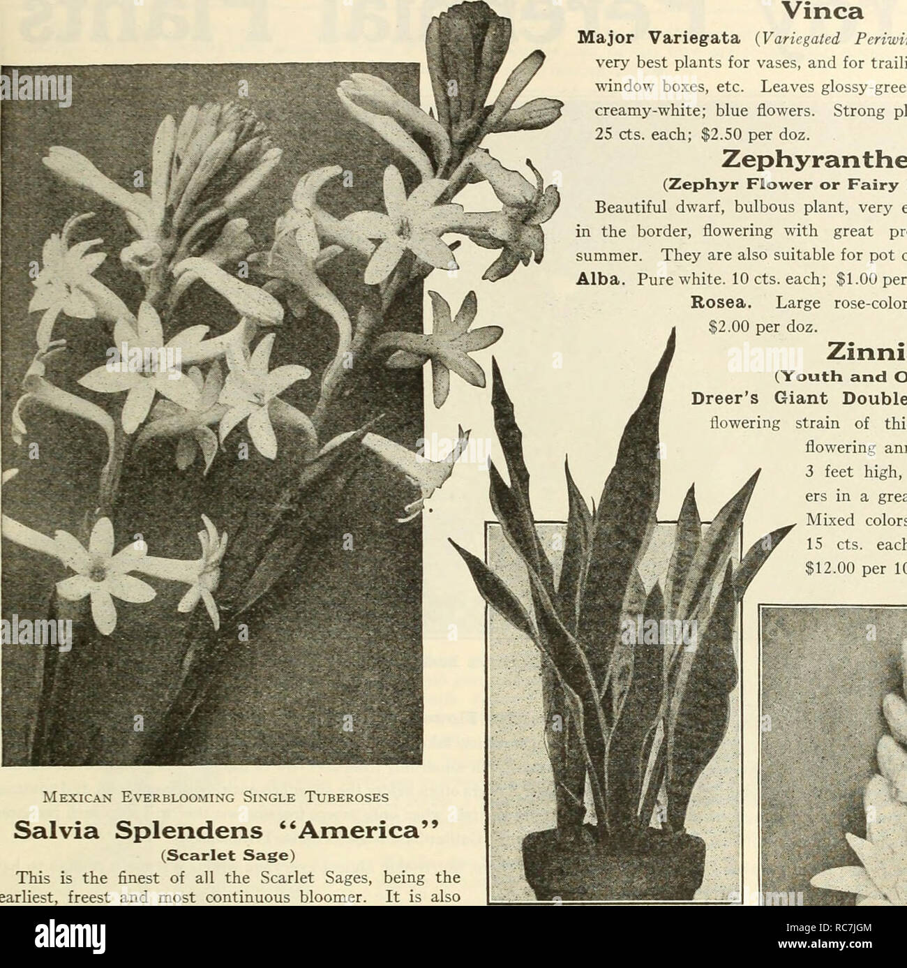 . Dreer's garden book 1925. Seeds Catalogs; Nursery stock Catalogs; Gardening Equipment and supplies Catalogs; Flowers Seeds Catalogs; Vegetables Seeds Catalogs; Fruit Seeds Catalogs. (flEHRyA-DREEH^ .garden™&quot; greenhouse PLANT.S jTPHlLMmMlk^ 167. Vinca Major Variegata {Variegated Periwinkle). One of the very best plants for vases, and for trailing over the edges of window boxes, etc. Leaves glossy-green, broadly margined creamy-white; blue flowers. Strong plants in 4-inch pots, 25 cts. each; $2.50 per doz. Zephyranthes (Zephyr Flower or Fairy Lilies) Beautiful dwarf, bulbous plant, very e Stock Photo