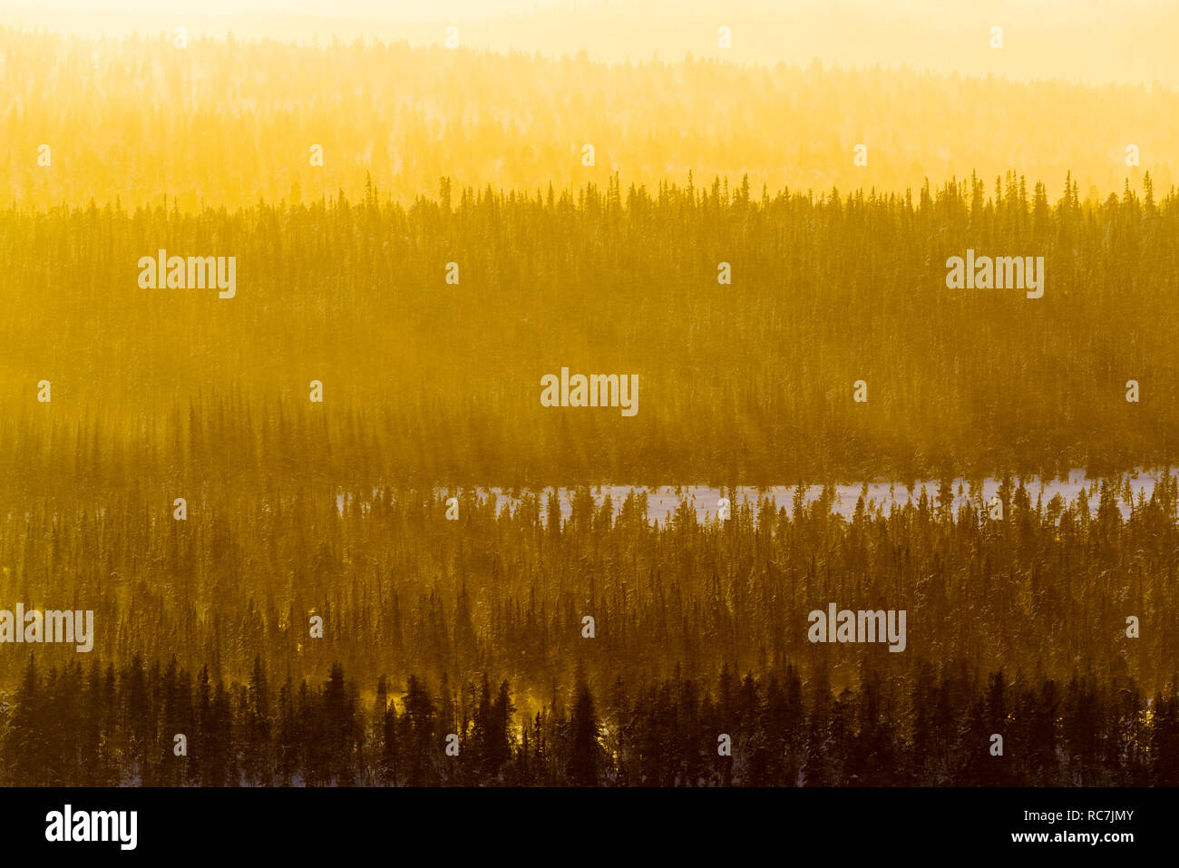 The forest in winter at sunset hi-res stock photography and images - Alamy