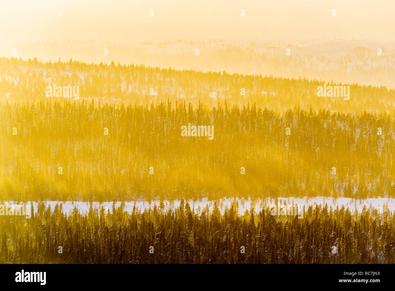 The forest in winter at sunset hi-res stock photography and images - Alamy