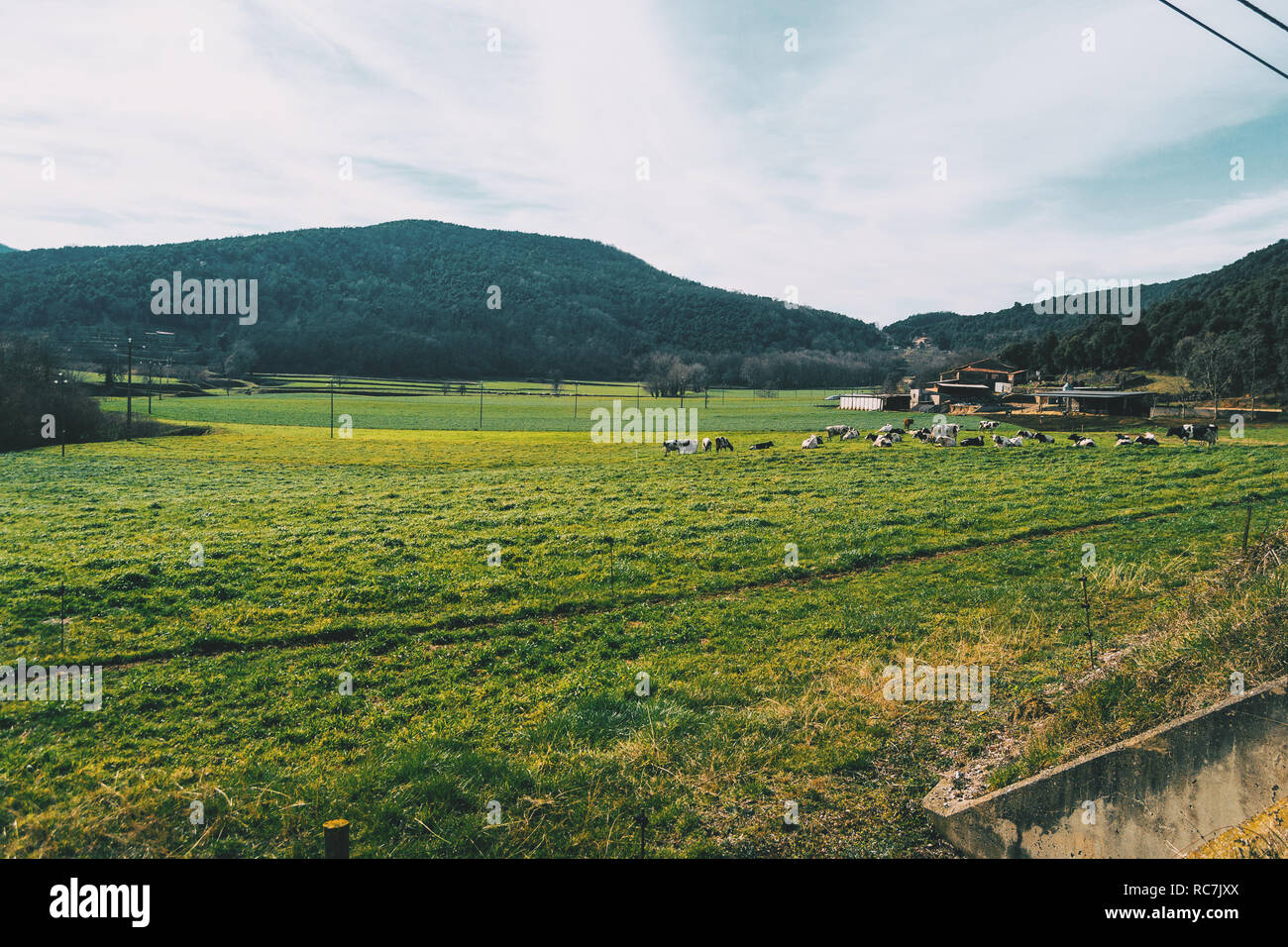 Sunny landscape with a group of cows and a farm in the background Stock Photo