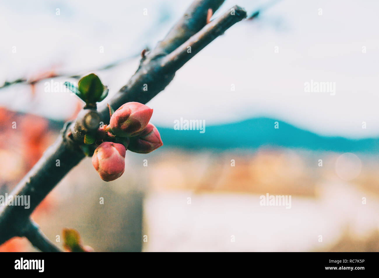 Closeup close up branch hi-res stock photography and images - Alamy