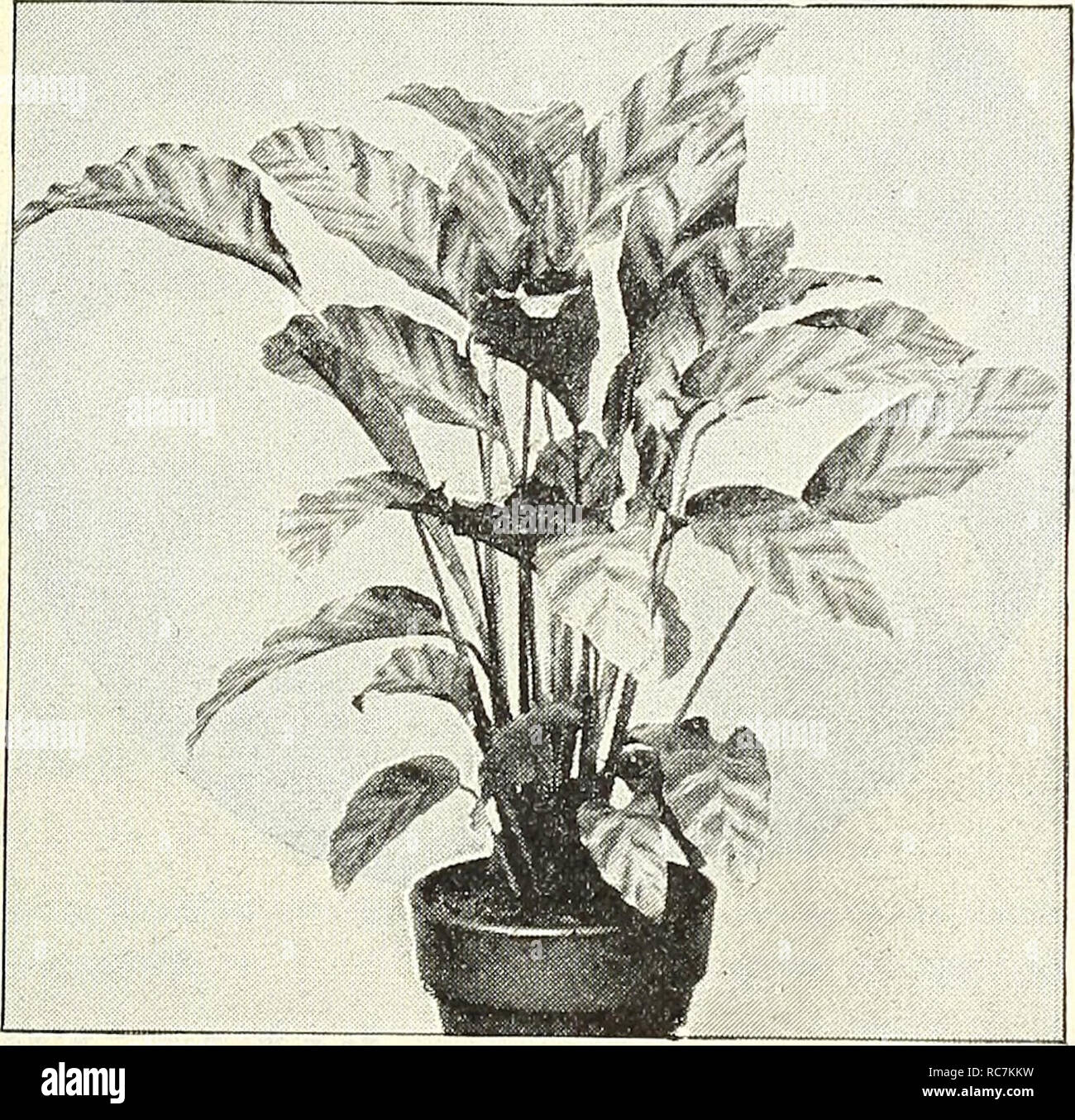 . Dreer's garden calendar : 1903. Seeds Catalogs; Nursery stock Catalogs; Gardening Equipment and supplies Catalogs; Flowers Seeds Catalogs; Vegetables Seeds Catalogs; Fruit Seeds Catalogs. Musa Ensetb. Lantana Craigi. Lotus Peliorhynchus. (Coral Gem.) A most charming trailing plant, especially suited for basket culture, with small, slender silvery-green foliage and bright coral-red flowers. 15 cts. each ; 4 for 50 cts. MARANTA. Valuable decorative stove plants, remarkable for the rich- ness and beauty of their varied foliage. each. Aurea Striata $0 50 Bella t 25 Goveiana 25 Kerchoviana. Usual Stock Photo