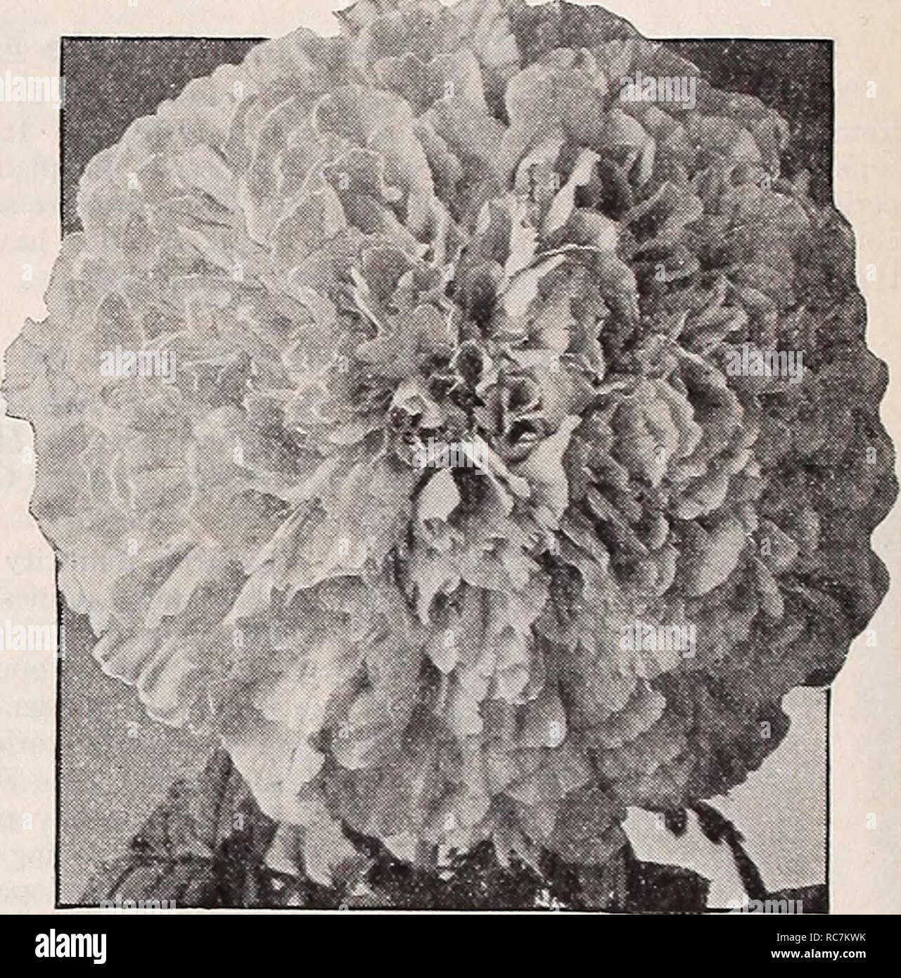 . Dreer's hundredth anniversary 1938 specialties and novelties. Flowers Seeds Catalogs; Vegetables Seeds Catalogs; Nurseries (Horticulture) Catalogs; Gardening Equipment and supplies Catalogs. Novelties and Specialties The Newest Developments in Glorious Marigolds 2906 Chrysanthemum-Flowered Hybrids These magnificent Hybrids have been tested by a large number of gardeners during the recent season and they have proved most outstanding. The flowers vary in diameter from 2 to 4 inches. They represent a diversity of form that is most interesting and artistic resembling Chrysanthemums in form, as w Stock Photo