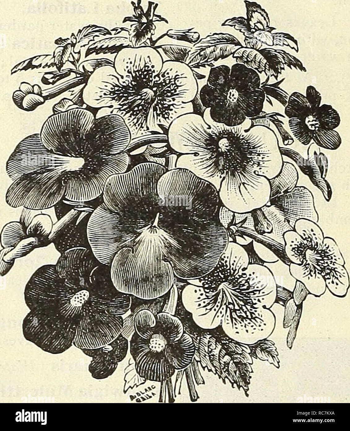 . Dreer's garden calendar : 1903. Seeds Catalogs; Nursery stock Catalogs; Gardening Equipment and supplies Catalogs; Flowers Seeds Catalogs; Vegetables Seeds Catalogs; Fruit Seeds Catalogs. Abelia Floribunda. ACACIA. Armata. A most desirable house plant, succeeding under the same con- ditions as an Azalea or Camellia ; the bright canary-yellow globular flowers are produced in March and April; very effective. 50 cts. and §1.00 each. ACHIMENES. Tropical plants for summer blooming; [ the scaly tubers must be preserved en- tirely dry during the winter. In early spring pot in peat, sand and a littl Stock Photo