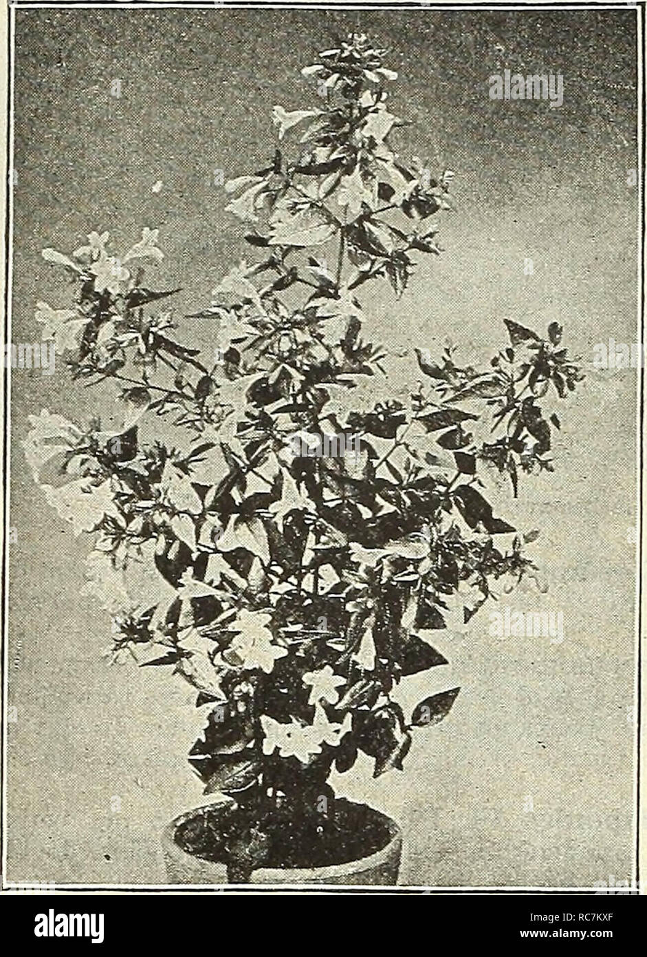 . Dreer's garden calendar : 1903. Seeds Catalogs; Nursery stock Catalogs; Gardening Equipment and supplies Catalogs; Flowers Seeds Catalogs; Vegetables Seeds Catalogs; Fruit Seeds Catalogs. GARDEN AND GREENHOUSE. Abelia Floribunda. ACACIA. Armata. A most desirable house plant, succeeding under the same con- ditions as an Azalea or Camellia ; the bright canary-yellow globular flowers are produced in March and April; very effective. 50 cts. and §1.00 each. ACHIMENES. Tropical plants for summer blooming; [ the scaly tubers must be preserved en- tirely dry during the winter. In early spring pot in Stock Photo