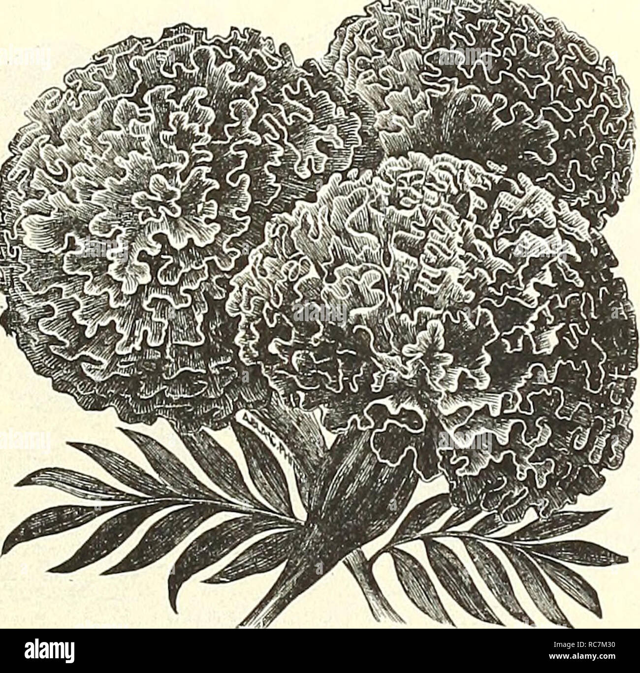 . Dreer's garden calendar : 1903. Seeds Catalogs; Nursery stock Catalogs; Gardening Equipment and supplies Catalogs; Flowers Seeds Catalogs; Vegetables Seeds Catalogs; Fruit Seeds Catalogs. Kenilworth Ivy (Linaria). LOPHOSPERMUM. 3041 Scandens. Highly ornamental annual climber, rosy-purple foxglove-like flowers; 10 feet /ith showy, 10 Marigold, Leg EUPINUS. , 3050 Mixed Annual. Ornamental free-flowering, easily-grown *^3||^lSSj2v^»r*' annual, with long, graceful spikes of rich and various colored pea- 5'^-7^'V^i^1'1-* shaped flowers; valuable for mixed flower borders and beds; 2 feet. Per oz. Stock Photo