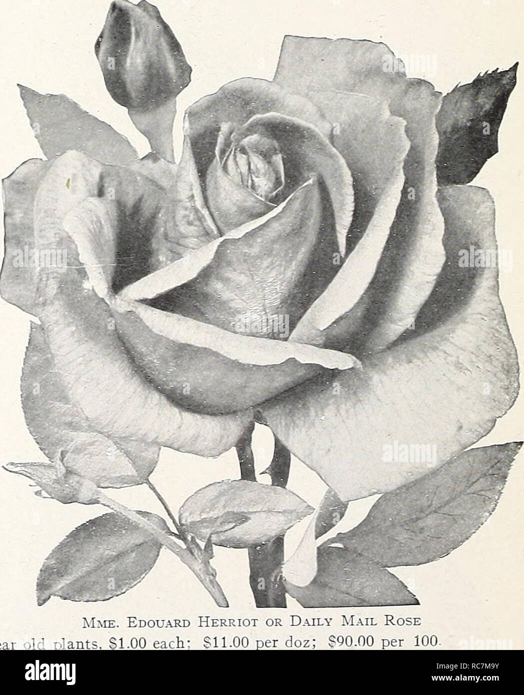 Dreer S Garden Roses For Spring Planting Roses Seeds Catalogs Nursery Stock Catalogs Flowers Seeds Catalogs Hybrid Tea Rose Imperial Potentate Admiral Ward A Splendid Crimson Red Shaded Fiery Red Large Globular Flowers America