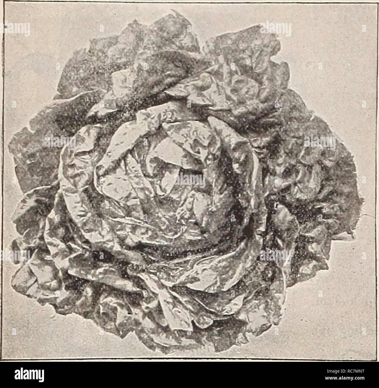 Dreer S Garden Calendar 1900 Seeds Catalogs Nursery Stock Catalogs Gardening Equipment And Supplies Catalogs Flowers Seeds Catalogs Vegetables Seeds Catalogs Fruit Seeds Catalogs 1iwadrar Philadpi1iafa Jfli Liabl Ve0etabliseeds M Lattich Oder Dreer S Garden Calendar 1900 Seeds Catalogs Nursery Stock Catalogs Gardening Equipment And Supplies Catalogs Flowers Seeds Catalogs Vegetables Seeds Catalogs Fruit Seeds Catalogs 1iwadrar Philadpi1iafa Jfli Liabl Ve0etabliseeds M Lattich Oder