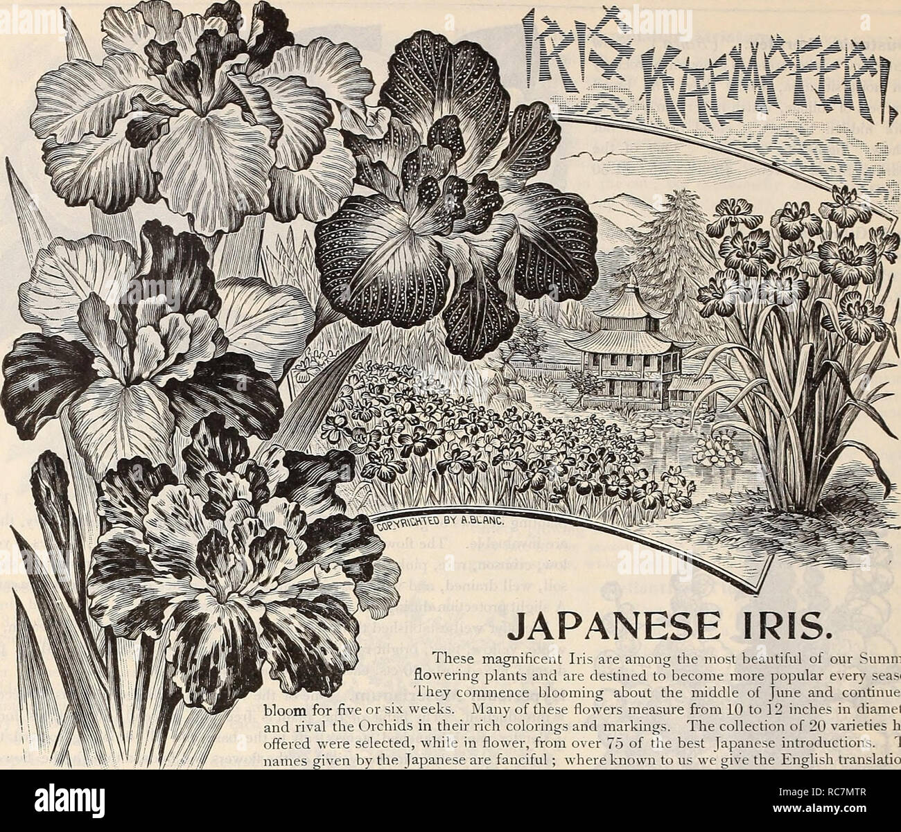 . Dreer's garden calendar : 1899. Seeds Catalogs; Nursery stock Catalogs; Gardening Equipment and supplies Catalogs; Flowers Seeds Catalogs; Vegetables Seeds Catalogs; Fruit Seeds Catalogs. *44 DREER'S SELECT LIST.. JAPANESE IRIS. Gekka=no-nami. (Waves on flowering variety, coining into bloom fully a week earlier than any other sort; it has three very large silvery-white petals, with golden-rayed centre. Gei=sho=i. Ground color white, showing transparently through the reddish-purple marbling and deep purple veins. Rich golden-yellow star-like centre, which is surrounded by a deep purple halo,  Stock Photo