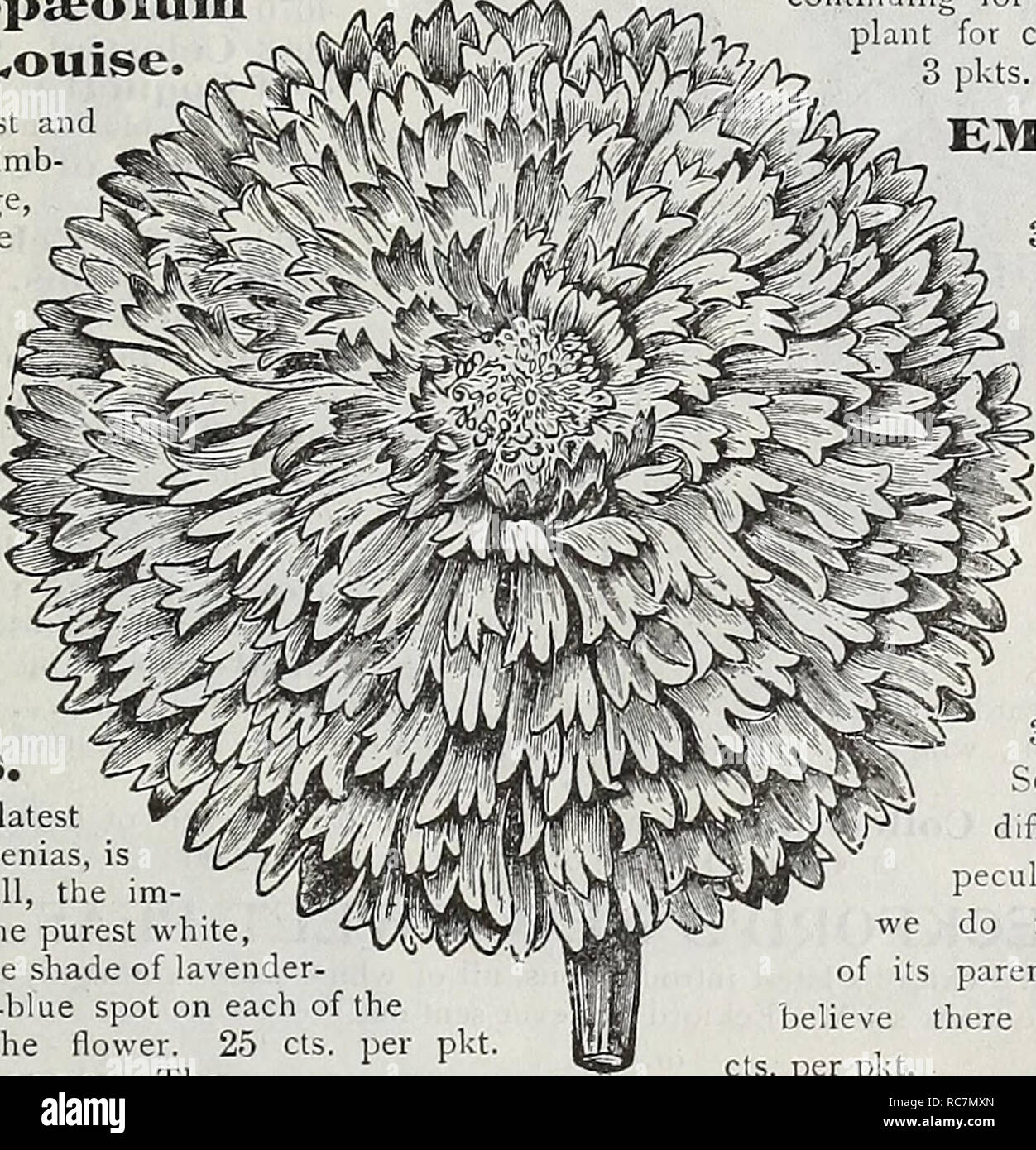 . Dreer's garden calendar : 1900. Seeds Catalogs; Nursery stock Catalogs; Gardening Equipment and supplies Catalogs; Flowers Seeds Catalogs; Vegetables Seeds Catalogs; Fruit Seeds Catalogs. TropiEOLum Princess Victohia Louise. New Climbing Tropaeolum Princess Victoria I^ouise ROYAI. BLUE FORGEX-ME-NOT. S'239 This beautiful variety belongs to the pillar-shaped section, of which a number of varieties have been sent out in the last few years. This novelty is a grand addition, the flowers being of larger size and a deeper blue than any otlier, and as a variety for pot culture is unexcelled. (See c Stock Photo