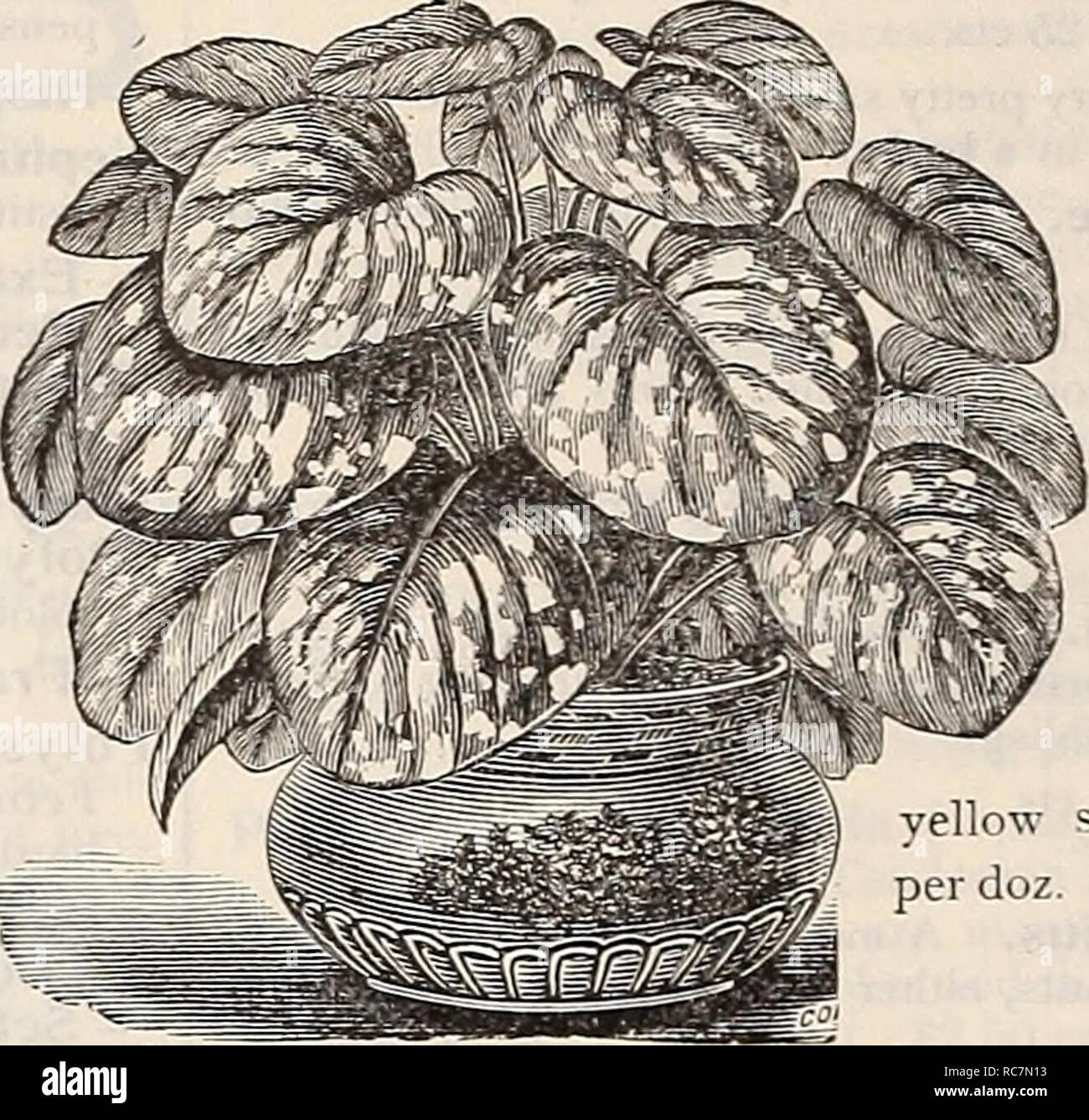 . Dreer's garden calendar : 1899. Seeds Catalogs; Nursery stock Catalogs; Gardening Equipment and supplies Catalogs; Flowers Seeds Catalogs; Vegetables Seeds Catalogs; Fruit Seeds Catalogs. rlC/US. (Rubber Plant. Farfugidm Gran Ficus Elastica (RrBBER Plant). FUCHSIAS. Well-known favorites for planting out in partially shaded positions during the Summer, or for Winter flowering in the window or greenhouse through the Winter. The following collection is a selection of the finest of the new and old varieties. Varieties marked with an &quot;*&quot; are double flowering. Arabella. White tube and se Stock Photo