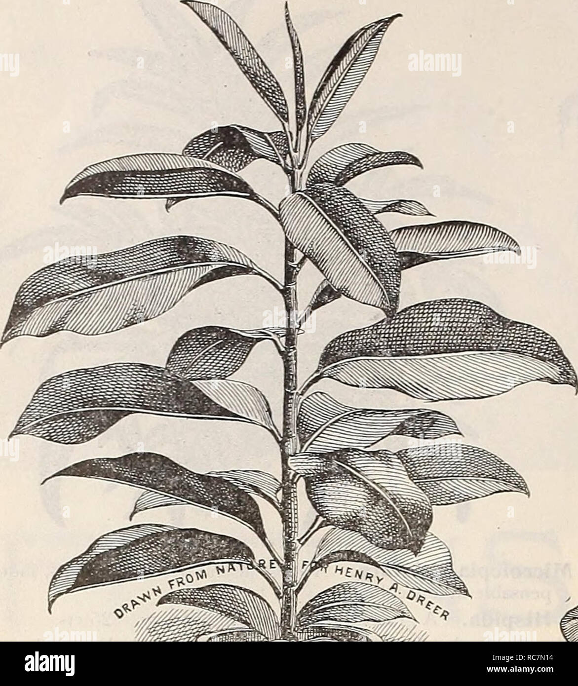 . Dreer's garden calendar : 1899. Seeds Catalogs; Nursery stock Catalogs; Gardening Equipment and supplies Catalogs; Flowers Seeds Catalogs; Vegetables Seeds Catalogs; Fruit Seeds Catalogs. 120 DREER'S SELECT LIST.. rlC/US. (Rubber Plant. Farfugidm Gran Ficus Elastica (RrBBER Plant). FUCHSIAS. Well-known favorites for planting out in partially shaded positions during the Summer, or for Winter flowering in the window or greenhouse through the Winter. The following collection is a selection of the finest of the new and old varieties. Varieties marked with an &quot;*&quot; are double flowering. A Stock Photo