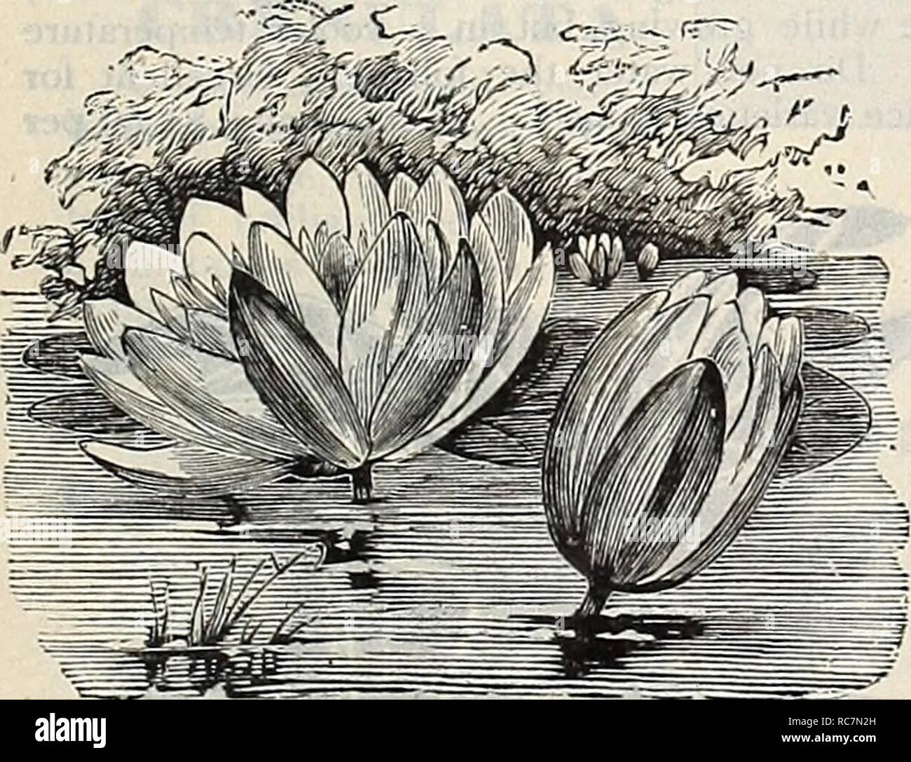 . Dreer's garden calendar : 1899. Seeds Catalogs; Nursery stock Catalogs; Gardening Equipment and supplies Catalogs; Flowers Seeds Catalogs; Vegetables Seeds Catalogs; Fruit Seeds Catalogs. Stratiotes Aloides (Water Aloe). SEEDS OF WATER LILIES. Raising seedling plants of all kinds has a peculiar charm and fascination, and a few remarks on the growing of Water Lilies from seed may be of service. The soil should be precisely the same as is used for the vast majority of flower seeds; that is, any good garden soil, nicely sifted, with a small addition of sand. The Tender Nymphaeas and Victorias s Stock Photo