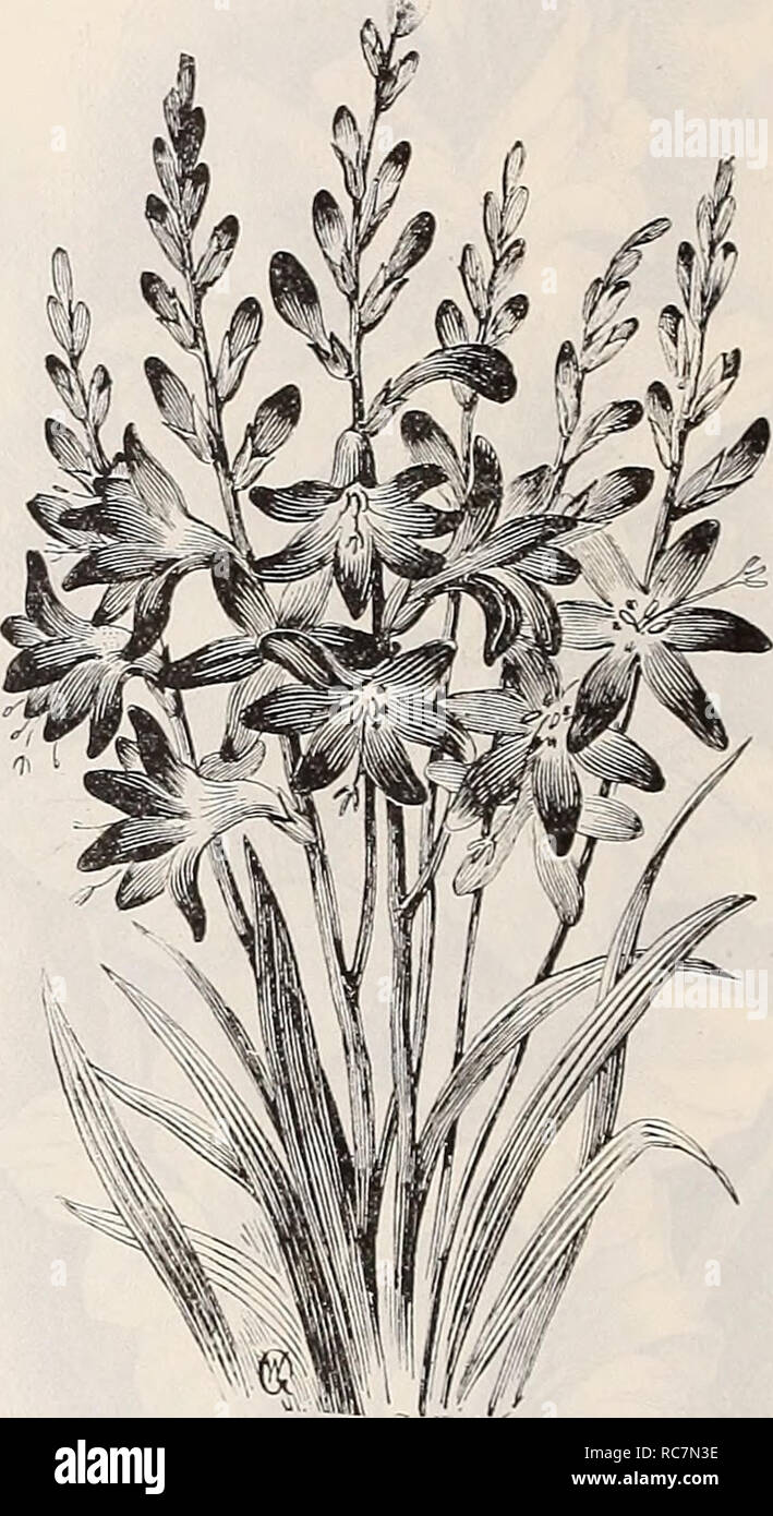 . Dreer's garden calendar : 1899. Seeds Catalogs; Nursery stock Catalogs; Gardening Equipment and supplies Catalogs; Flowers Seeds Catalogs; Vegetables Seeds Catalogs; Fruit Seeds Catalogs. Cai.adium Kscdlentum. Amaryllis. CINNAMON INE. (Dioscorea Batatas, i A rapid growing climber, taking its name from the peculiar fragrance of the delicate white flowers. The leaves are heart-shaped. bright glossy-green; growth is very rapid, reaching about R feet in height ; quite hardy. Good roots, 5 cts. each ; 50 cts. per doz. HYACINTHUS CANDICANS. (Cape Hyacinth. | A snow-white Summer flowering Hyacinth Stock Photo