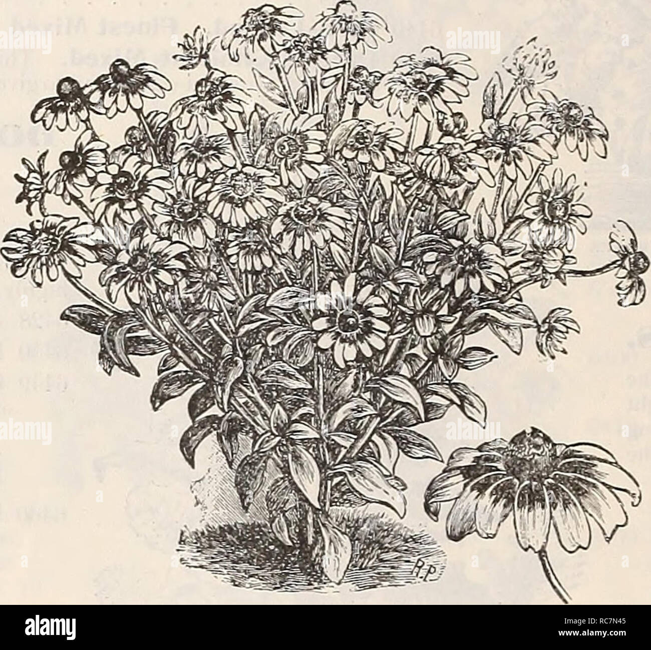 . Dreer's garden calendar : 1899. Seeds Catalogs; Nursery stock Catalogs; Gardening Equipment and supplies Catalogs; Flowers Seeds Catalogs; Vegetables Seeds Catalogs; Fruit Seeds Catalogs. RUDBECKIA BlCOLOR SUPERBA 6507 Kicinds Zanzibarensis. SCABIOSA. (Mourning Bride, or Sweet Scabious.) One of our handsomest Sum- mer border plants, producing in great profusion very double flow- ers in a variety of shades and colors: a splendid flower for table bouquets, etc. ; hardy an- nual. (See cut. ) PER PKT. 6510 Tall Mixed. Double, all colors ; 2 feet. ( &gt;/. 40 cts 5 6520 Dwarf Mixed. Dou- ble, all Stock Photo