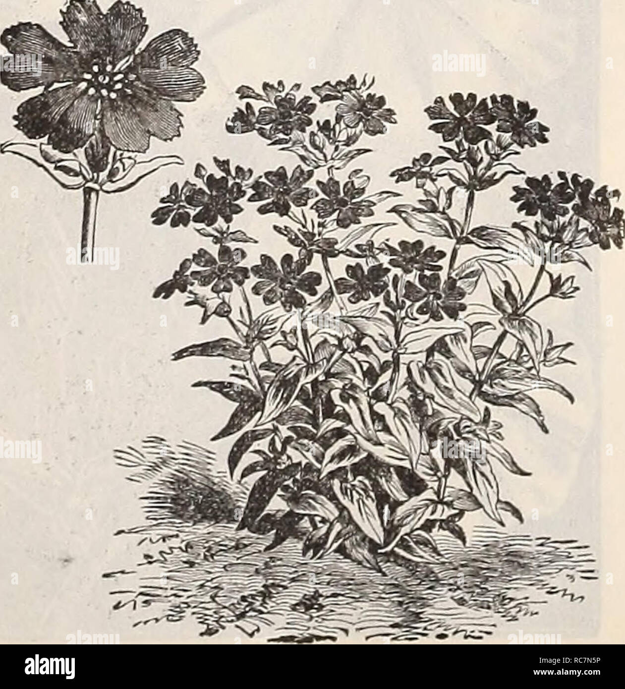 . Dreer's garden calendar : 1899. Seeds Catalogs; Nursery stock Catalogs; Gardening Equipment and supplies Catalogs; Flowers Seeds Catalogs; Vegetables Seeds Catalogs; Fruit Seeds Catalogs. Lantana. LmXTM. One of the most effective and showy bedding plants of long duration, having tine foliage and delicate stems. PER pkt. 6017 Linum Coccineum. (Scarlet Flax.) Brilliant scarlet crimson ; hardy annual ; 1 foot 5 601 â ;&quot; â Flavum. Golden-yellow; per- ennial 5 LOPHOSPERMIM. Highly ornamental annual climber, with showy foxglove-like flowers; 10 feet. 0035 Lophospermum Scandens. Rosy purple ,, Stock Photo